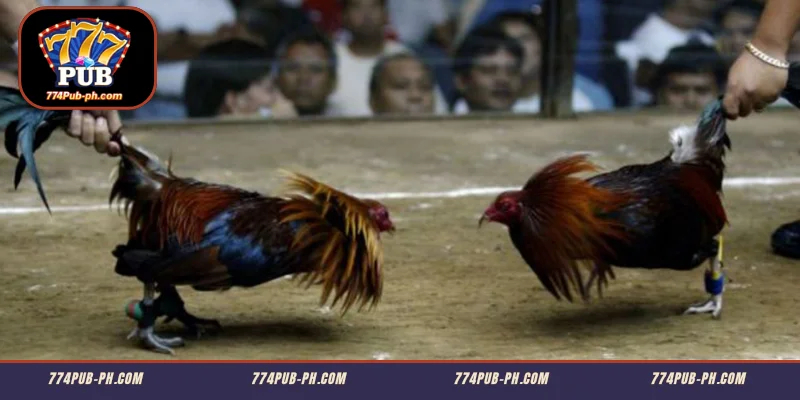 Mga tagubilin kung paano sumali sa Sabong 774PUB