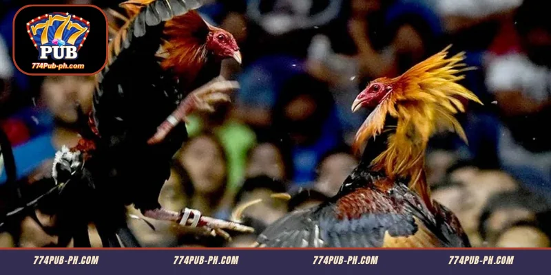 Paano Ipinapatupad ang Sistema ng Pitmasters Live